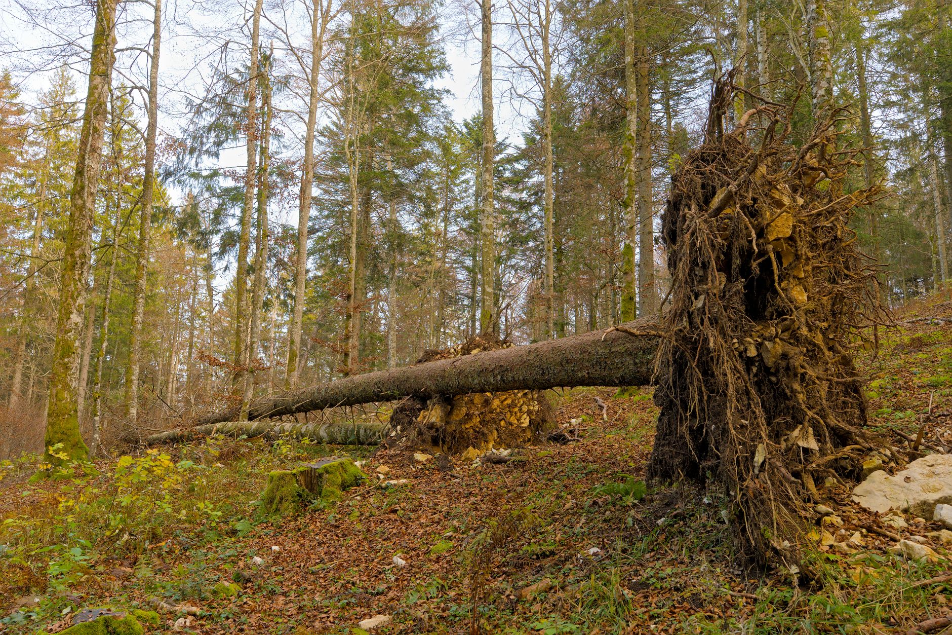 Enlèvement arbre urgence à Saint-Louis